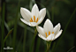 葱兰图片_百度百科葱兰，拉丁学名：（Zephyranthes candida)，多年生草本植物，鳞茎卵形，直径约2.5厘米，具有明显的颈部，颈长2.5-5厘米。叶狭线形，肥厚，亮绿色，长20-30厘米，宽 2-4毫米。
原产南美洲及西印度洋群岛，现在中国各地都有种植，喜阳光充足，耐半阴，常用作花坛的镶边材料，也宜绿地丛植，最宜作林下半阴处的地被植物，或于庭院小径旁栽植。有消肿、散瘀的功效。