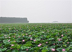 微山湖红荷湿地旅游