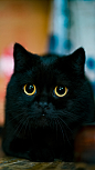 看，超萌小煤球！斗图里这么多人喜欢黑猫哇，所以把最爱裁个壁纸版送给大家！ ​​​​