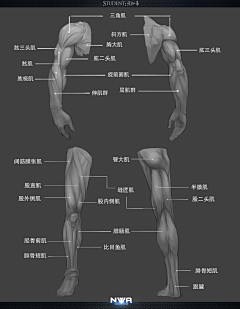 CK1004采集到人体结构