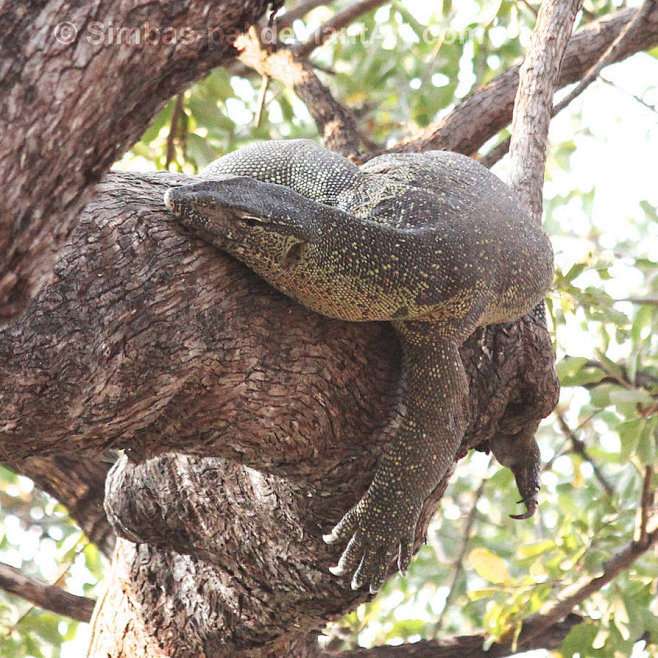 Monitor Lizard by Si...