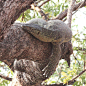 Monitor Lizard by Simbas