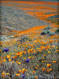 Purple Trespassers, California State Poppy Reserve, Antelope Valley, CA