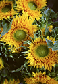 ‘ Spiky Sunflowers ‘   Floral art photograph of sunflowers shot at an outdoor farmer’s market by Bob Bauer