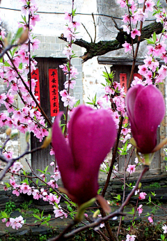 花海青山采集到云之境