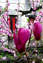 景德镇青花瓷外的一抹红，是来报春的玉兰花。