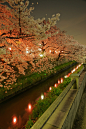 Cherry Blossom Evening, Sakura, Japan
photo via ether