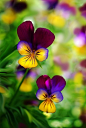 Pansy Flowers - actually they are called: Johnny-jump-ups because they pop up all over the place from last year's seeds and they are only about 1/2 inch wide...TINY.