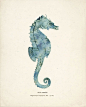 Everything you can imagine is real. / Antique Sea Horse Print in Sea Foam 8x10