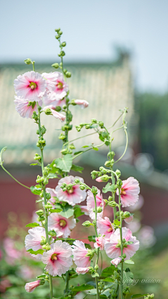 撩露采集到花