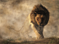Lion by deskridge