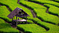 ID-920358-小茅屋-绿色稻田景观旁的避风所高清大图
