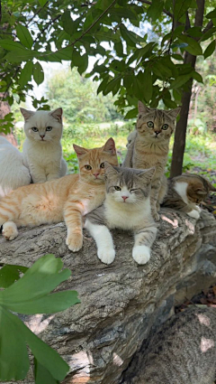 猫の猫采集到喵星人