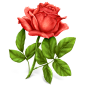 红色的玫瑰花图标