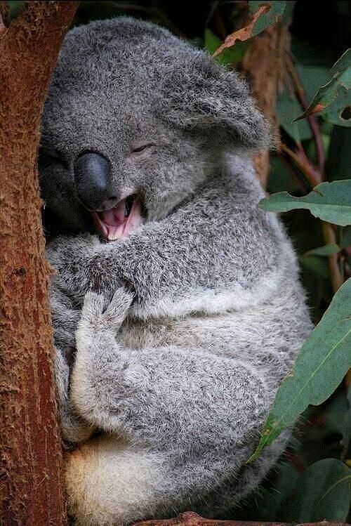 happy koala