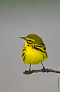 fat-birds:

absolutely fluffy prairie warbler
source
