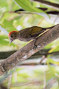 鴷形目·啄木鸟科·竹啄木鸟属：竹啄木鸟