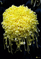 Yellow Chrysanthemum