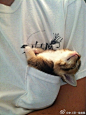 来自reddit的用户beatauburn7：这只猫咪叫Audrey，小小的，总爱这样在我室友口袋里睡觉(●´艸｀) [转]
