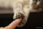 有爱的猫咪猫爪-宠物- 图片收藏网 - 以图会友 - U517