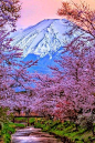 樱花和富士山，日本