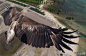 2014年度最佳无人机航拍照 这视角绝了！ #野生动物# #鸟类#