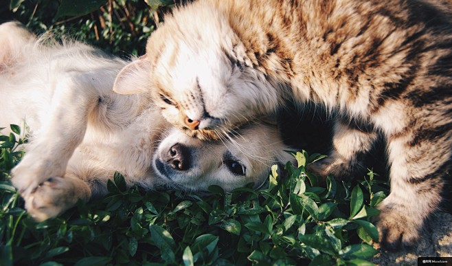 动物 猫的图片 眼睛 小猫 可爱的 狗的...