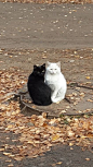 **Ying Yang  felines in Roma