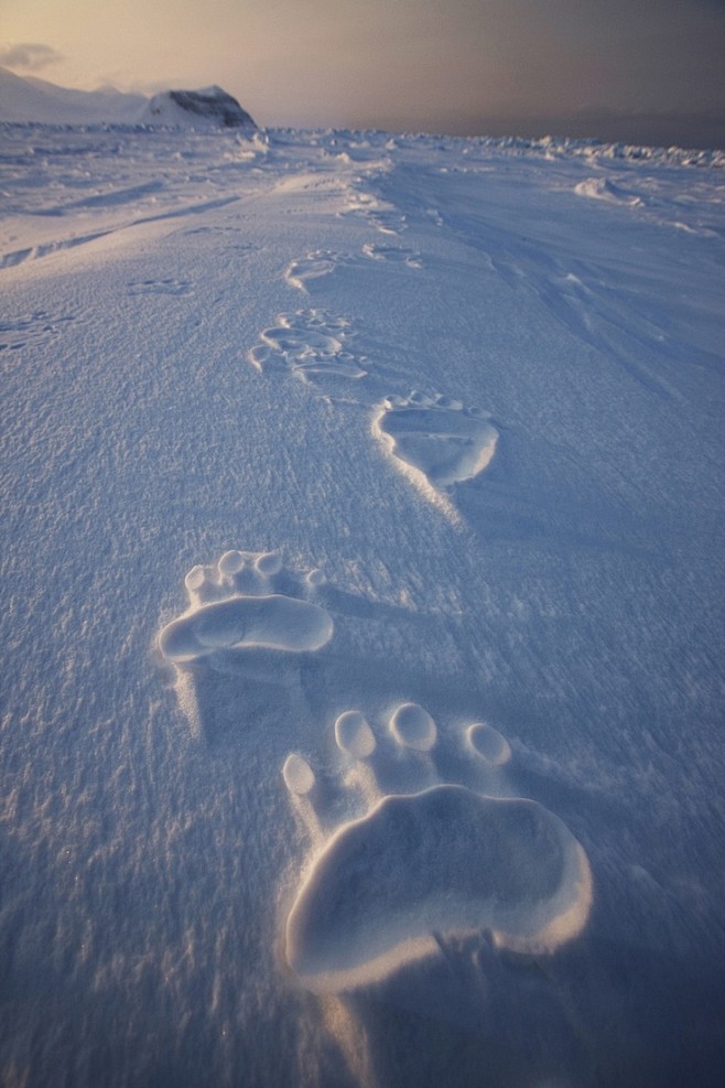 Polar Bear Tracks by...