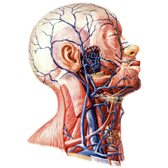 Jonathan-Wu采集到Anatomy