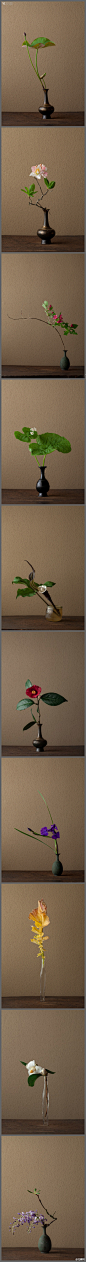 日本花艺大师川濑敏郎的一日一花系列，依据时节到山野里找最当令的花叶，融入古老质朴花器中。一花一世界，一叶一如来→http://t.cn/zQvgDYB拈朵微笑的花，想一番人世变换！
