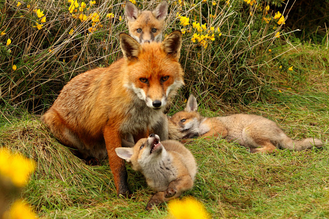 Fox cub's with fathe...
