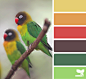 lovebird hues