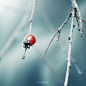 Photograph ladybird by Grubyj Oleg on 500px