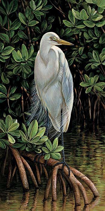 Egret by Rosemary Mi...