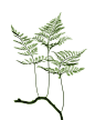 Rabbit's Foot Fern 兔脚蕨