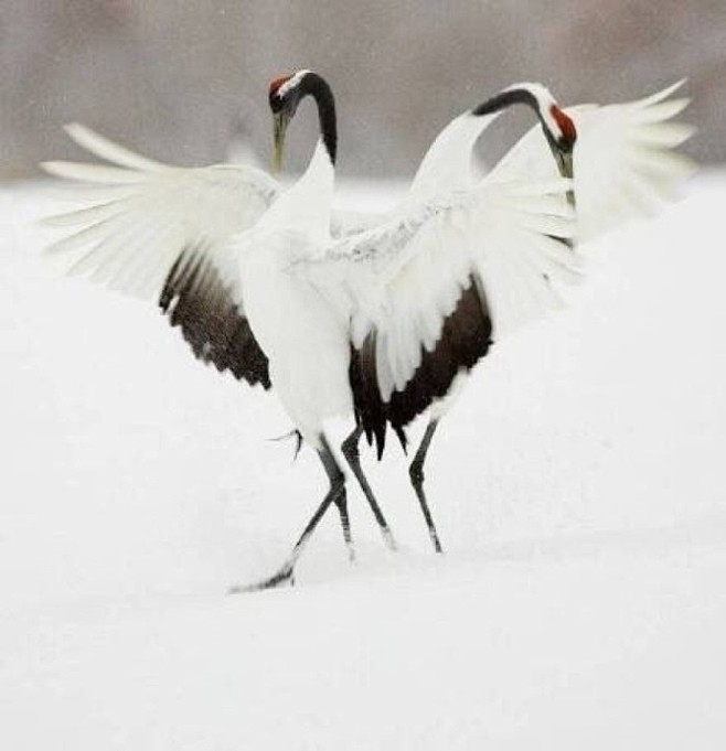 羽翼光明欺积雪,风神洒落占高秋。 ​​​...