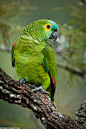 Blue-fronted Parrot, Brazil