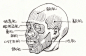 干货分享 | 速写人物之头部骨骼、肌肉、五官的刻画表现_脸部 : 三庭五眼是概括一个标准的人物头部比例，并不适用于所有人，每一个人面部特征的不同，使得三庭五眼的比例也有所不同(比如：眼睛大的人、脸宽的人、额头扁的人等)。耳朵是由富有弹性的软骨组织和脂肪体构成，分耳廓、耳屏、…