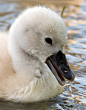 The White Swan | Cutest Paw