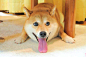 Meet... Tongue!
のびーる舌 #doge