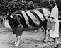 1939年英国农民担心
德国战机轰炸
为农场的牛涂上保护色