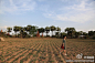 D359 缅甸蒲甘：老傅在佛塔附近的田地散步。