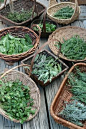 wild and cultivated yarrow, chocolate and pineapple mint, regular and variegated sage, marjoram and calendula