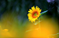 向日葵 Helianthus annuus 菊科向日葵属
向日葵（Sunflower） by hjy191  on 500px