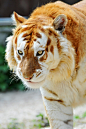 This is the rare Golden Tiger - Imgur