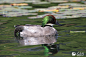 近危鸟类罗纹鸭在厦门集美敬贤公园现身。人民网 陈博摄