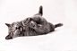 Britsh shorthair cat by Kevin Vandenberghe on 500px