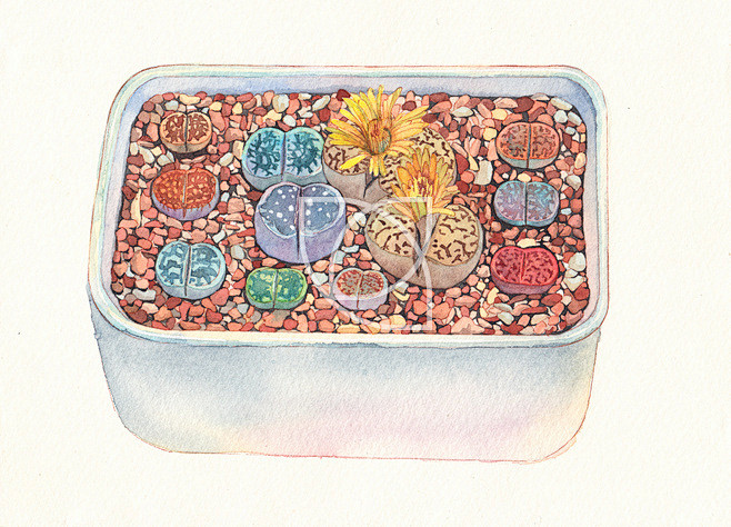 水彩
多肉植物：屁股花#插画##水彩##...