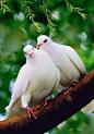 White Doves